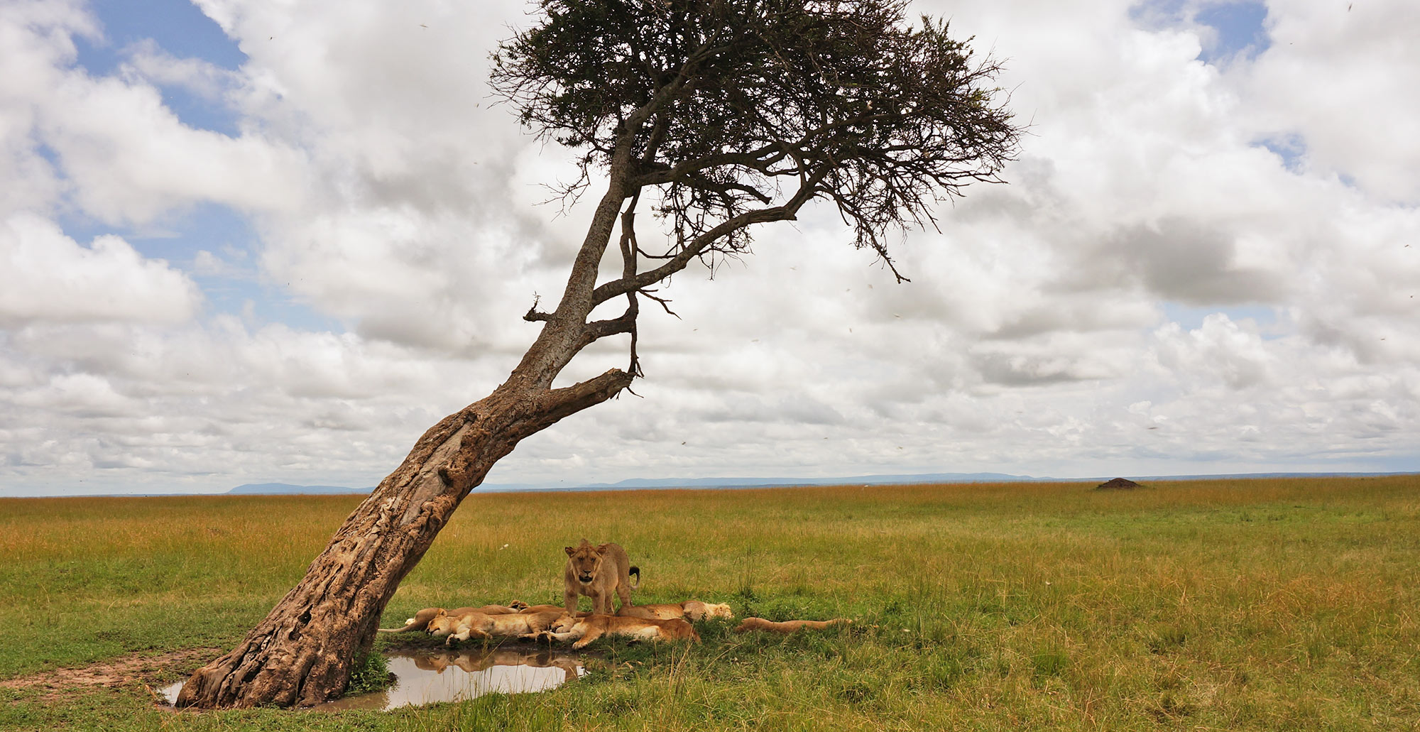 Luxury Safari at Ol Seki Hemingways