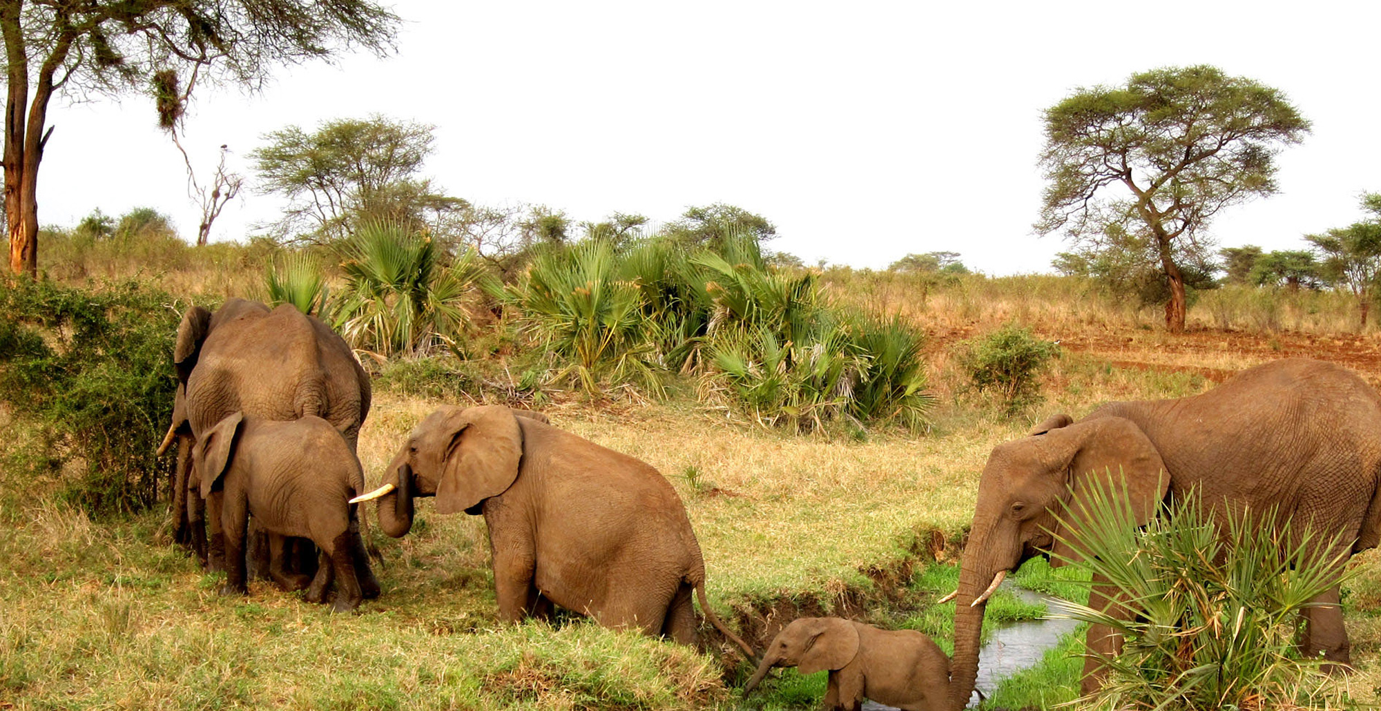 Naboisho Conservancy next to Masai Mara National Park