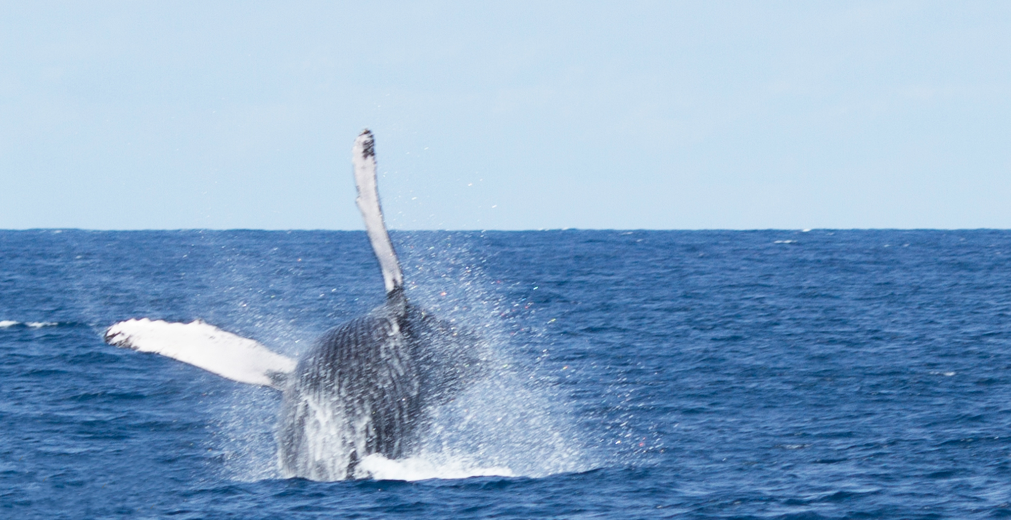 Watching Humpback Whales in Watamu