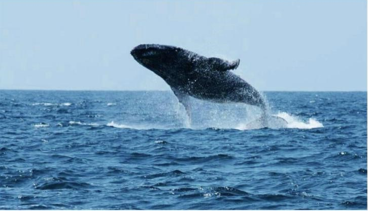 Spot the Humpback Whales Migrating from the Antarctica 