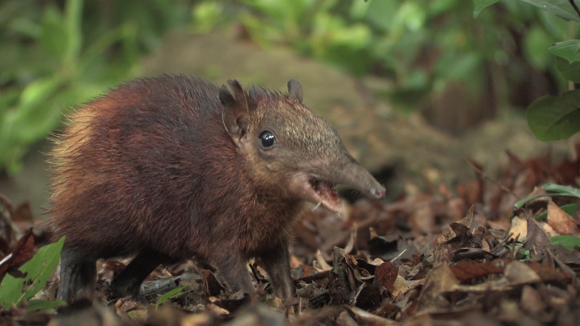 Sighting the Rare Elephant Shrew at Arabuko Sokoke Forest-Hemingways Watamu