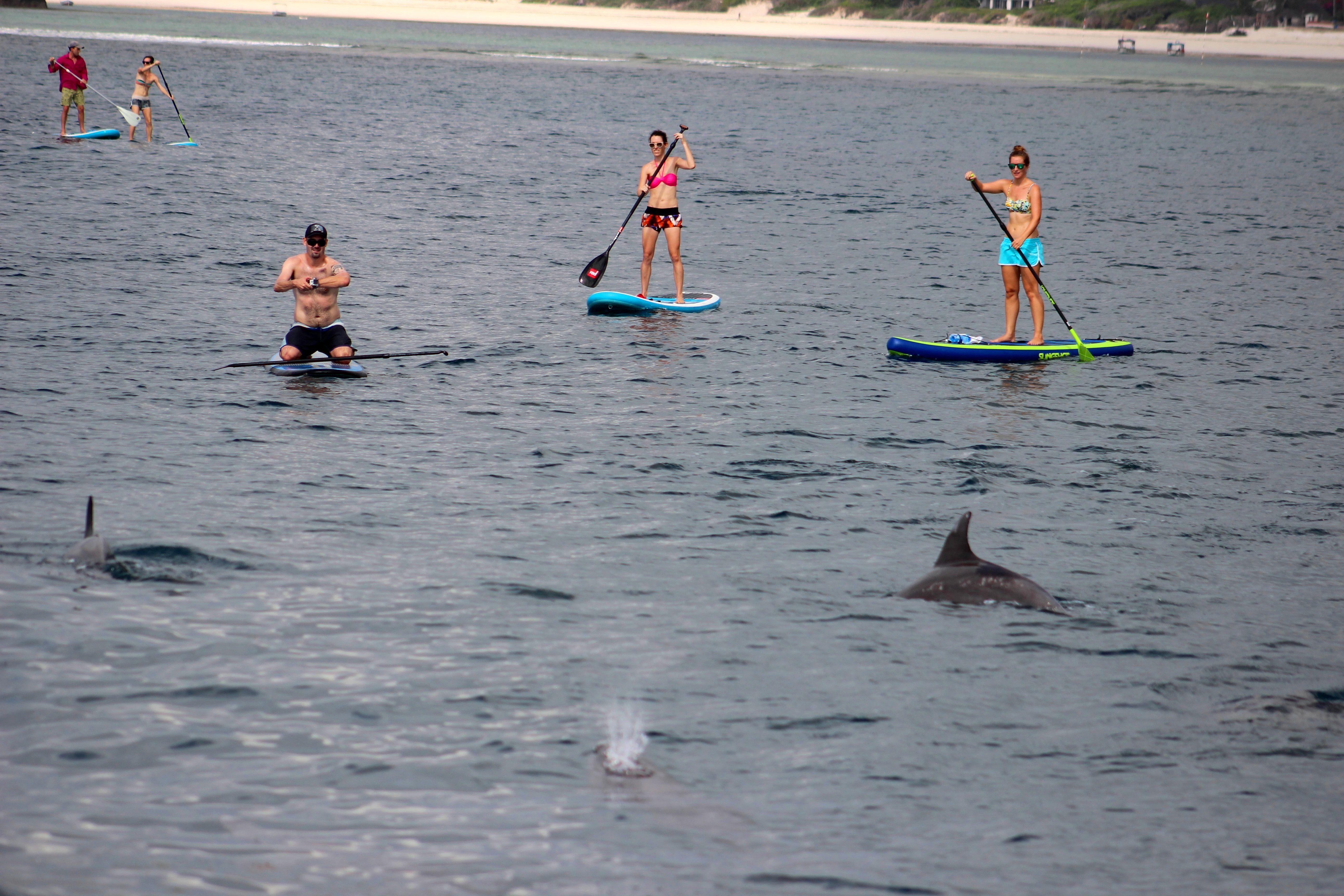 Stand-up paddle boarding with majestic bottle nose dolphins-Hemingways Watamu