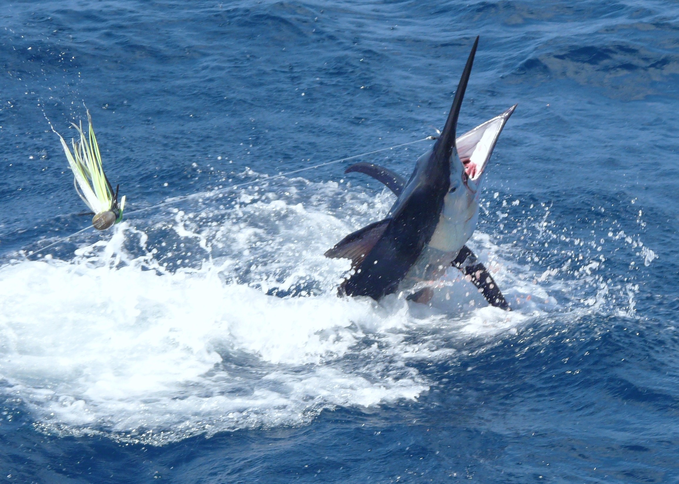 Go Big Game Fishing and catch your first Marlin  