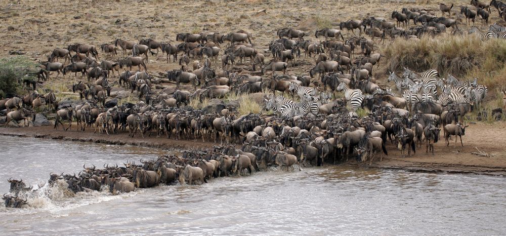 The great wildebeest migration in Mara| Hemingways Ol Seki Mara
