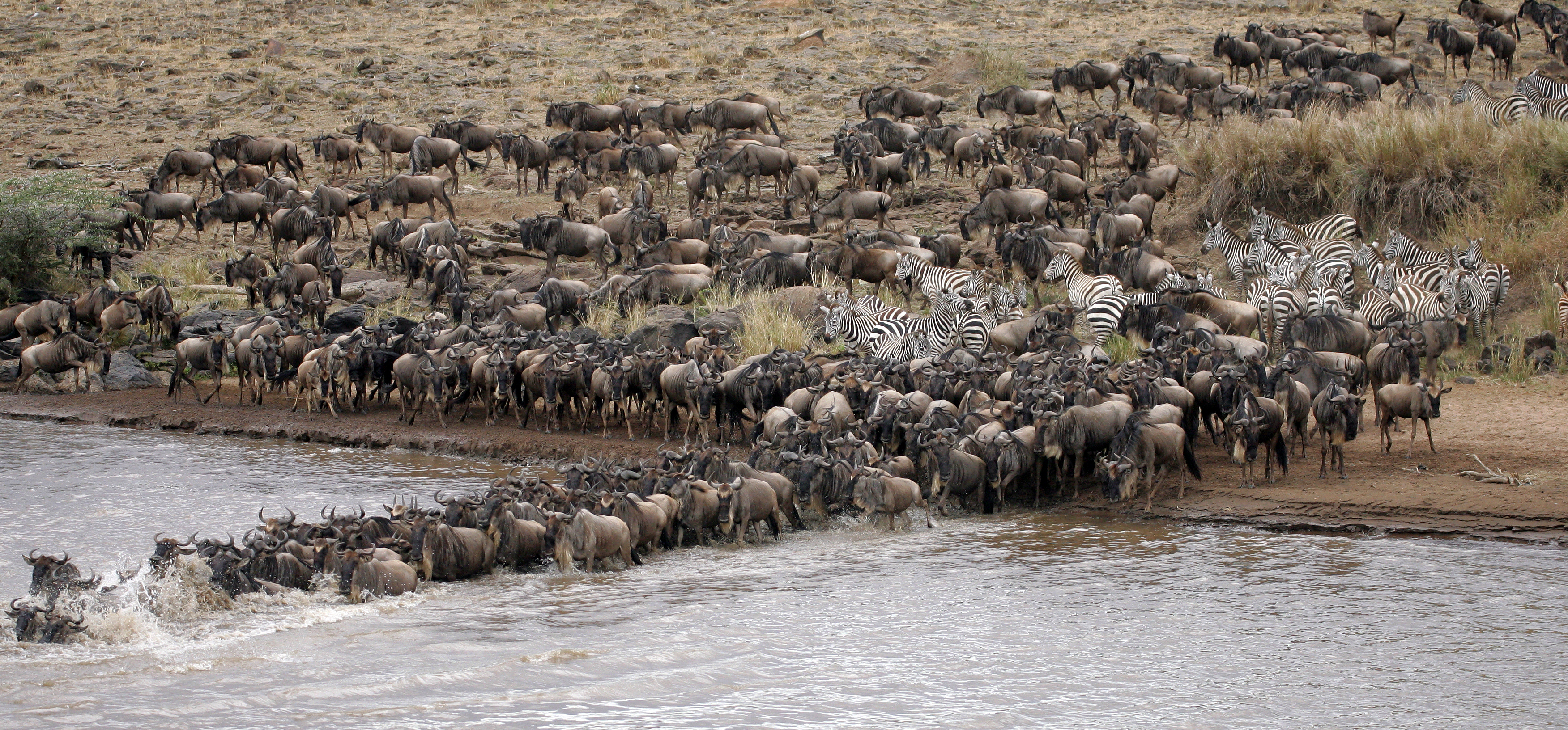 The great wildebeest migration in Mara| Hemingways Ol Seki Mara The great wildebeest migration in Mara| Hemingways Ol Seki Mara