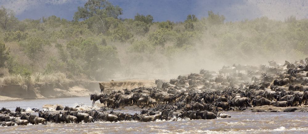 Wildebeest migration in Mara-Hemingways Ol Seki
