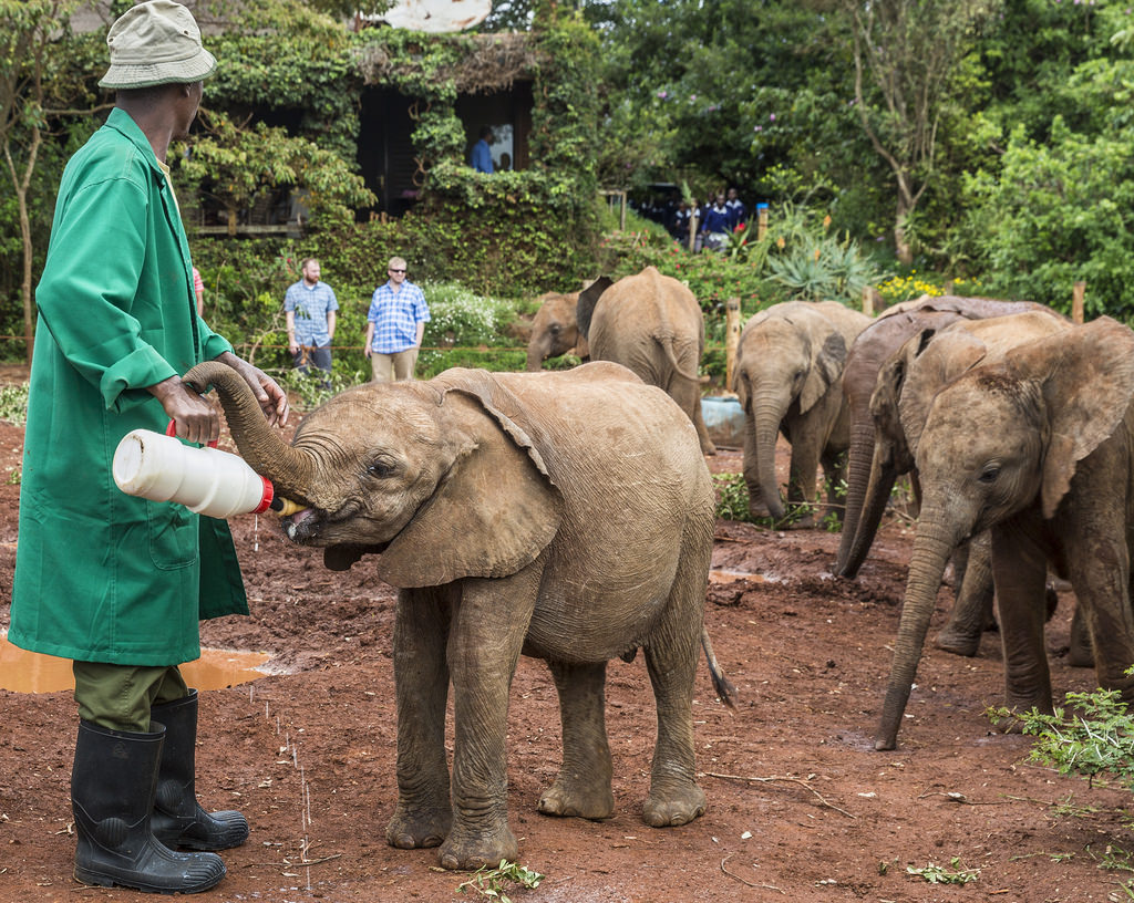 David Sheldrick Wildlife Trust | Hemingways Nairobi