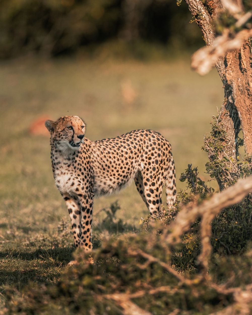 Best Masai Mara Camps for Safari in Kenya