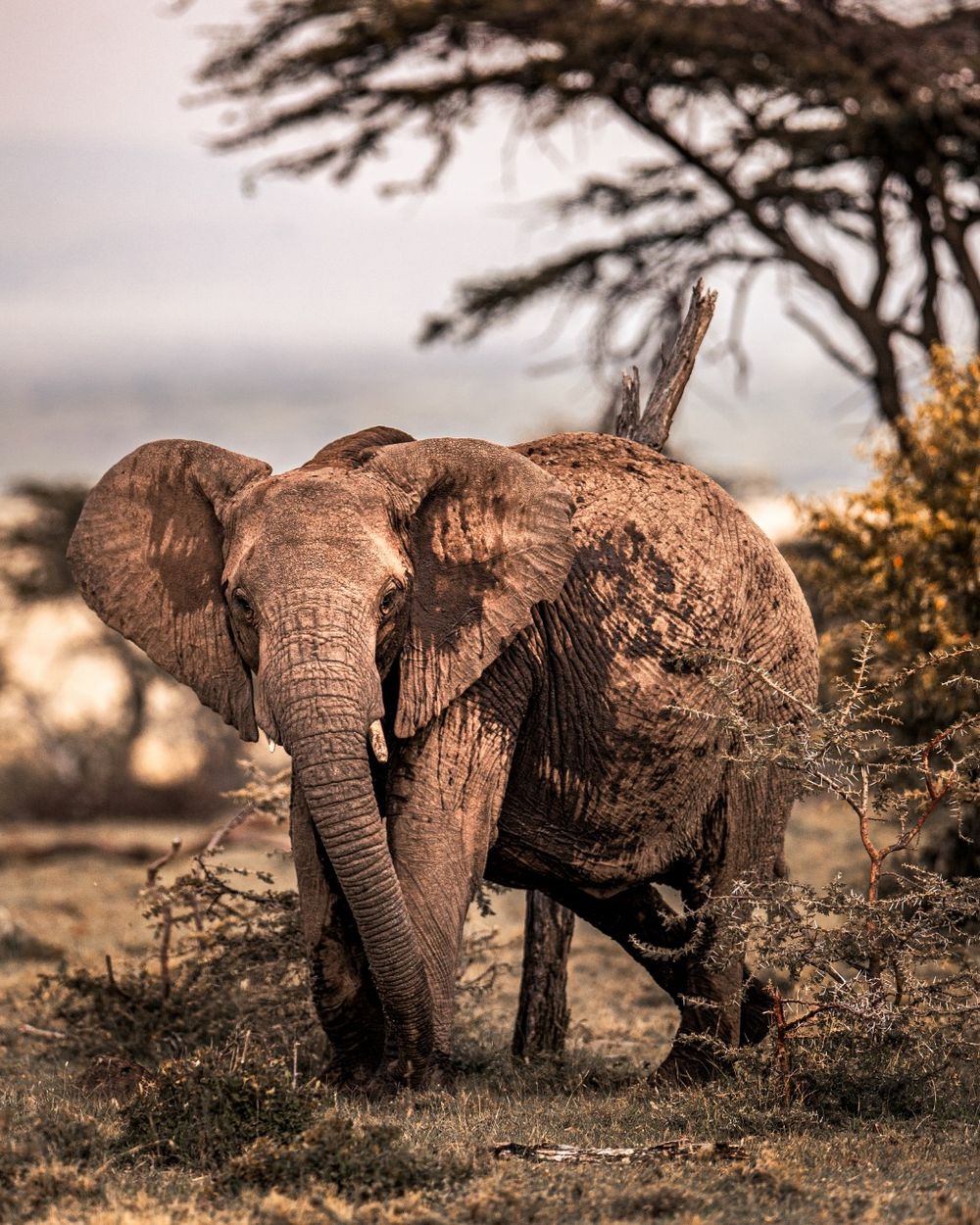 Best Kenya Safari-Ol Seki Hemingways Mara