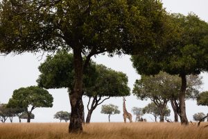 Conservation with a Purpose