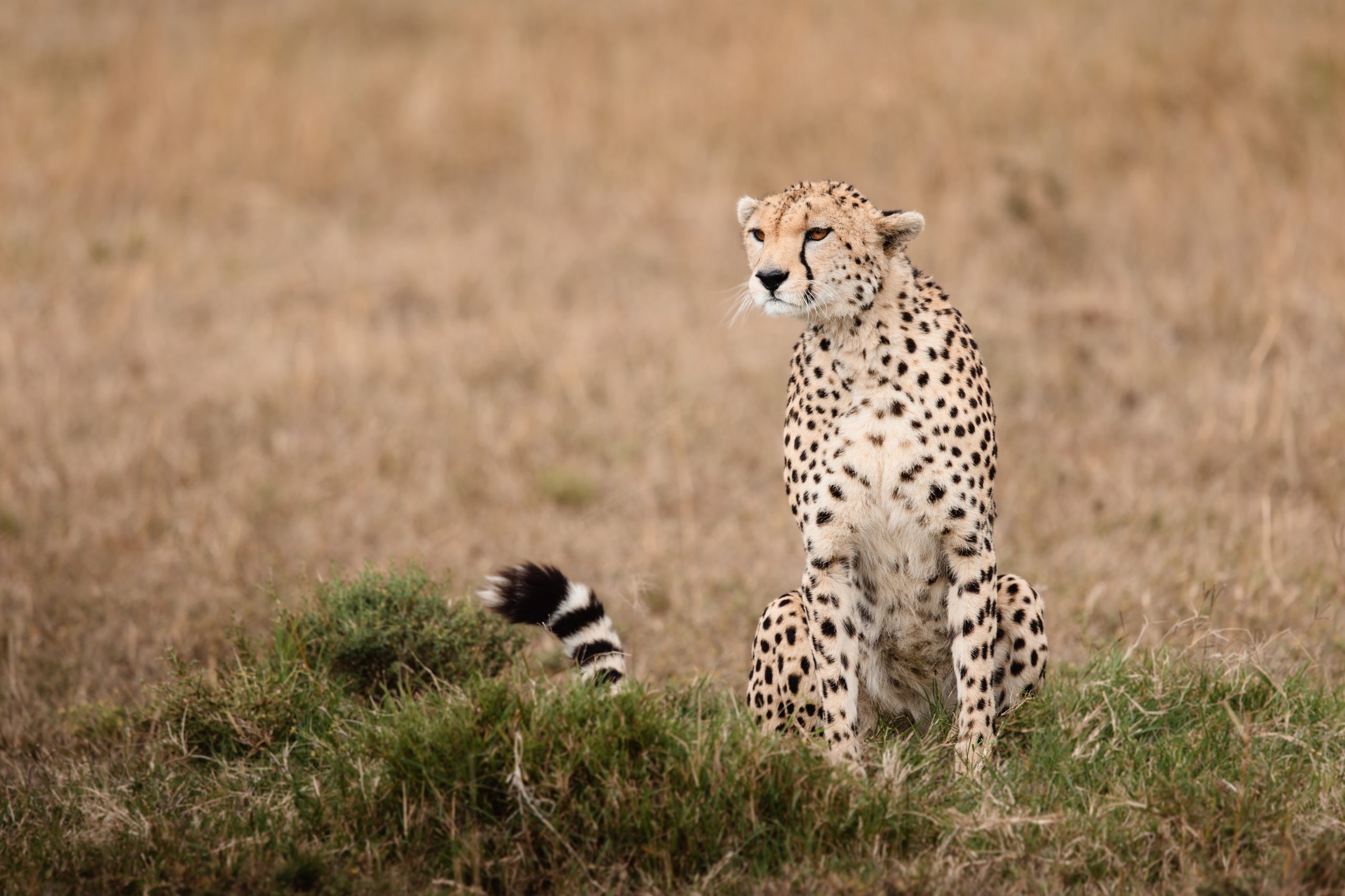 Game Drive 32 – 2025 TC