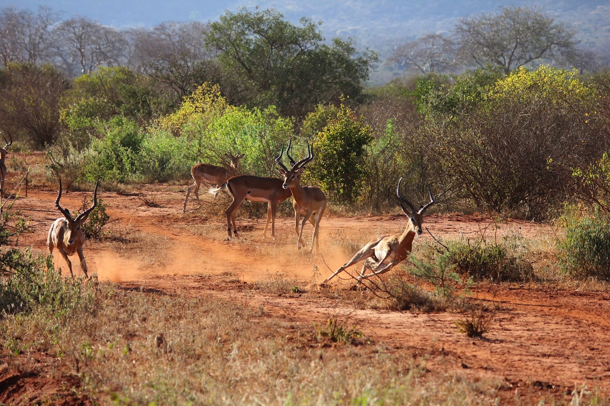 Tsavo