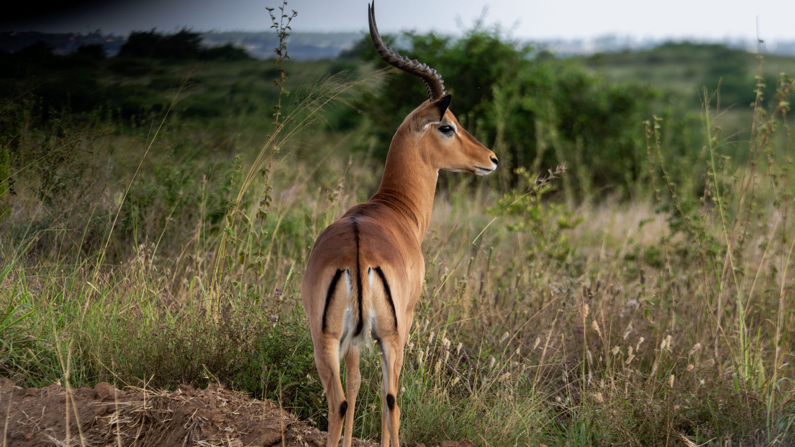Antelope at Nairobi National Park