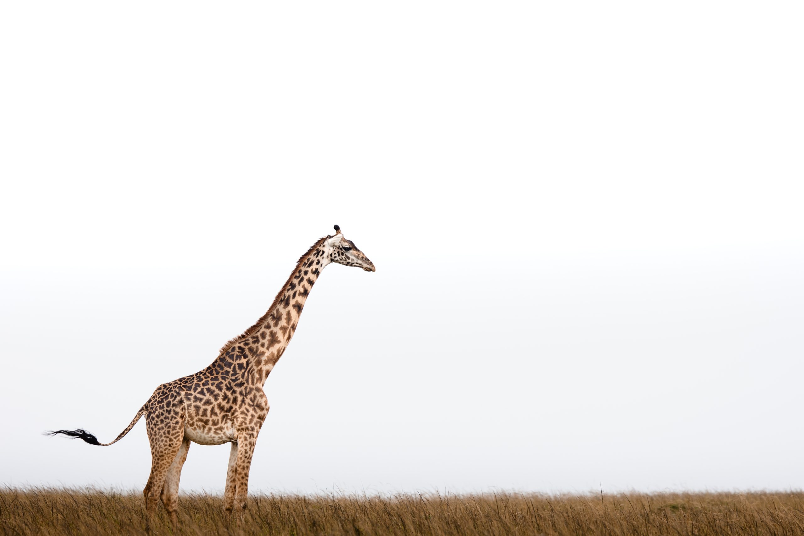 Game Drive 29 – 2025 TC