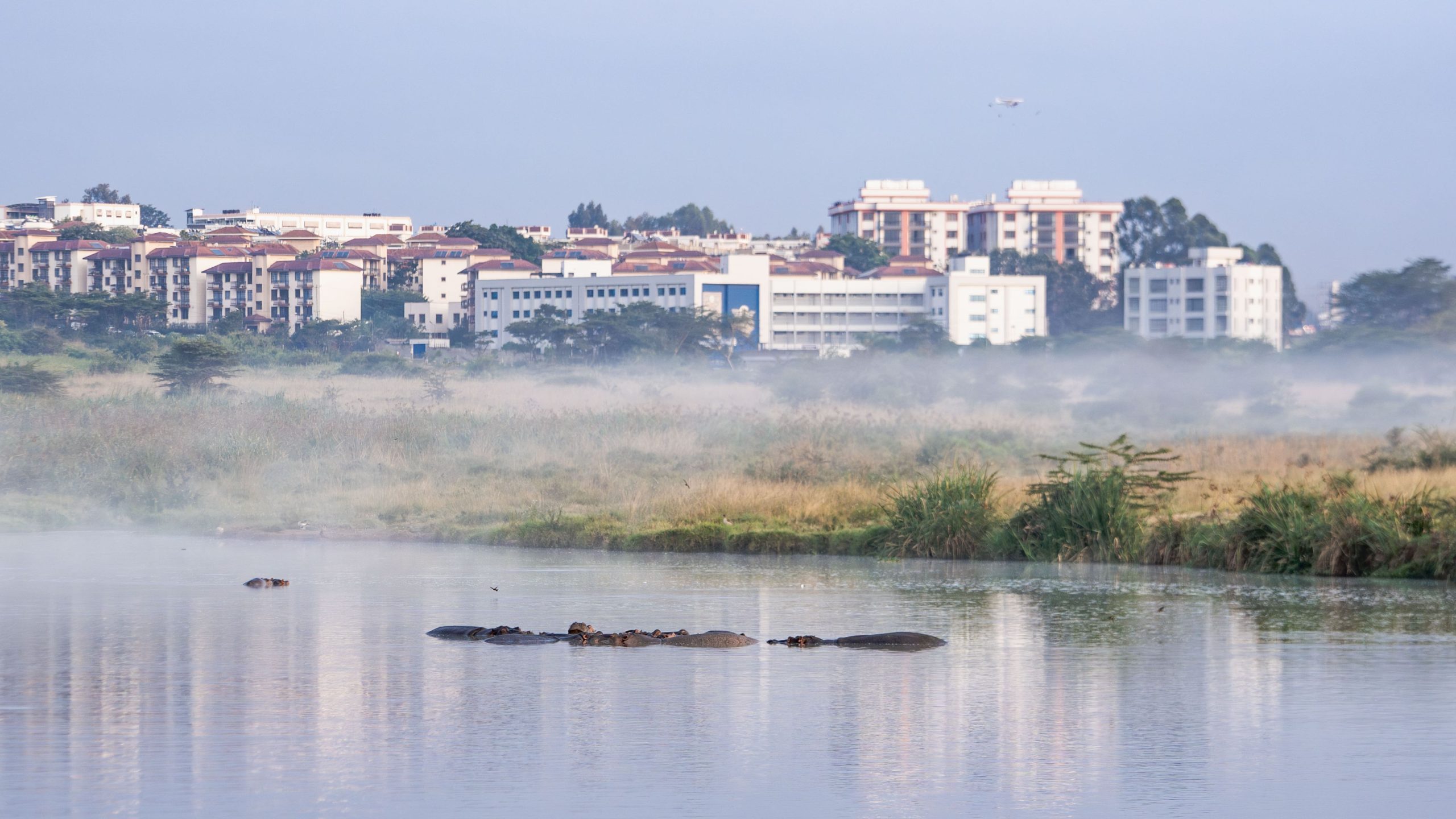 Hippos at Nairobi National Park