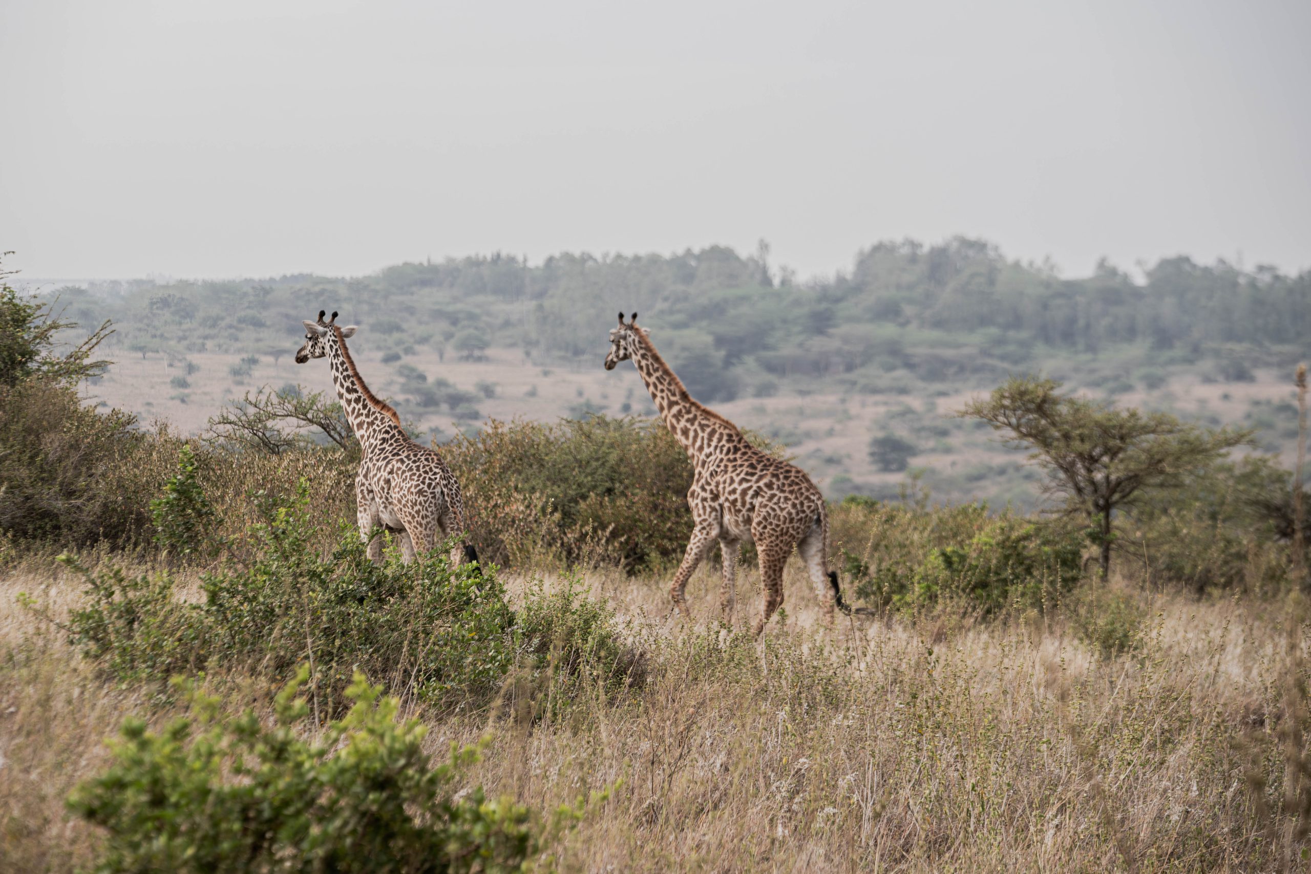 Nairobi National Park wildlife 5