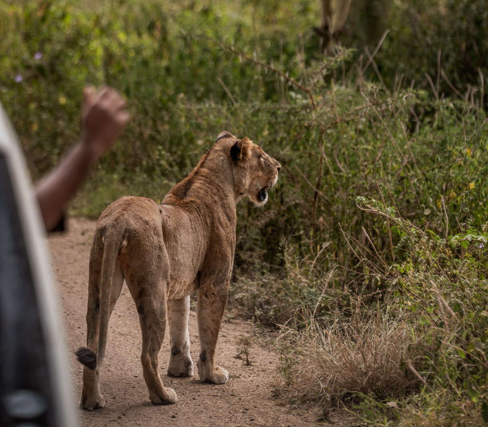 Nairobi National Park wildlife 6