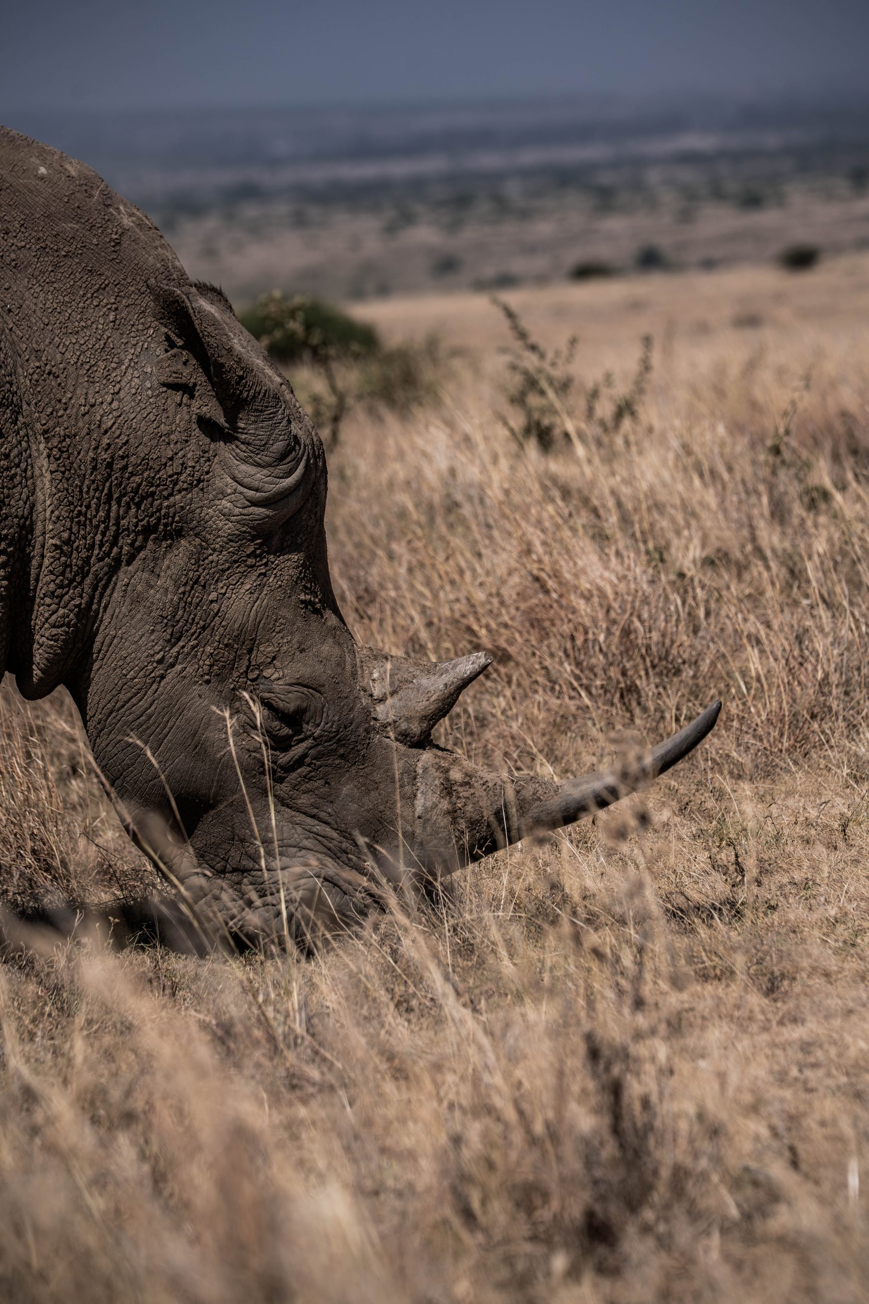 Nairobi National Park wildlife 8