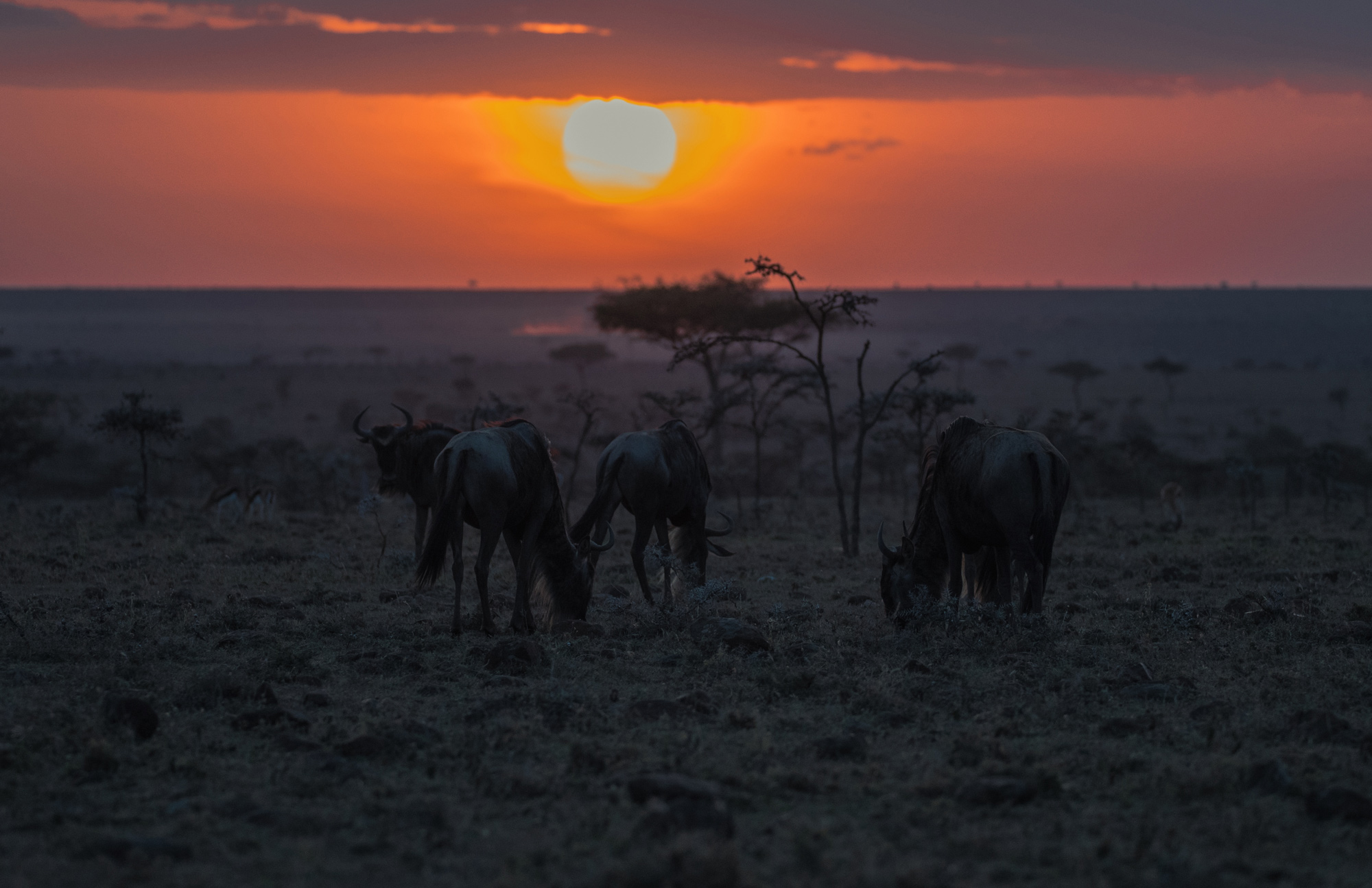 Ol-Seki-Hemingways-Mara-Game-Drive-Wildebeests-at-Sundown-Kenya