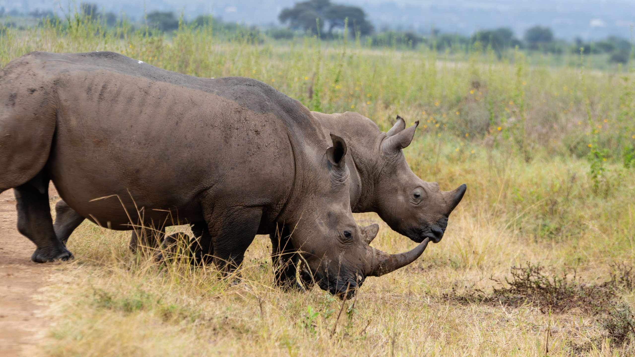 Rhinos at Nairobi National Park 1