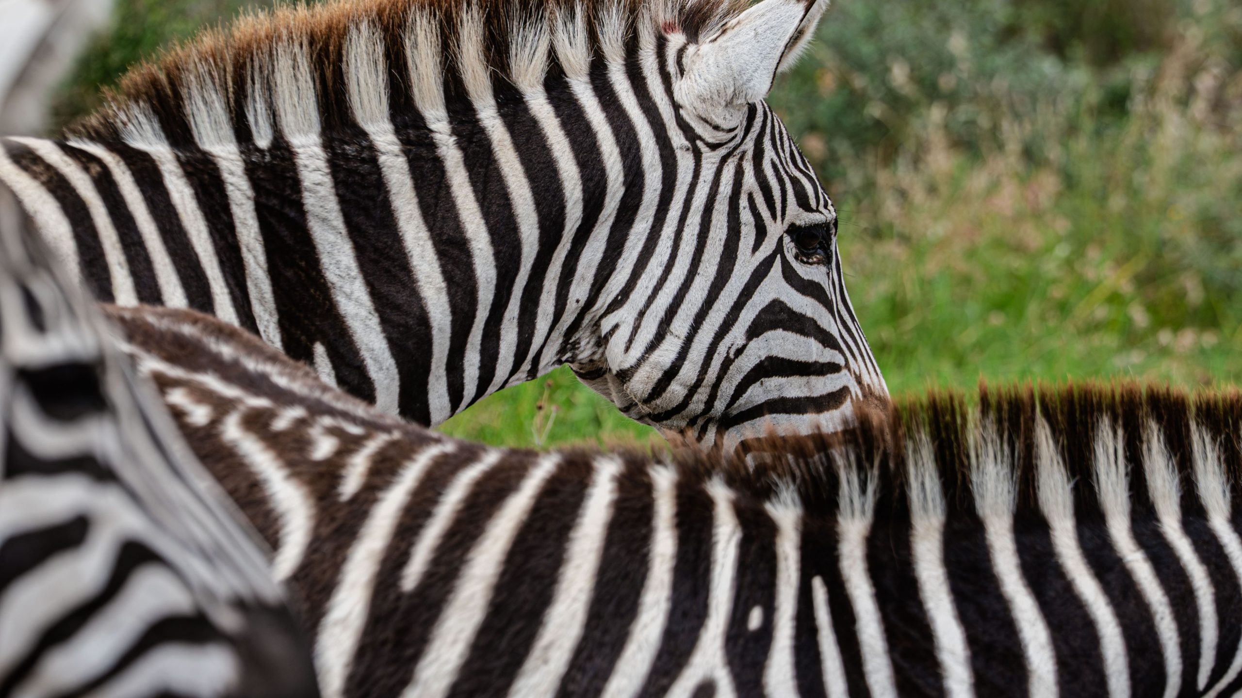 Zebras at Nairobi National Park 2