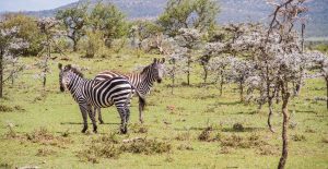 Conservation in Action: How Mara North Protects Wildlife
