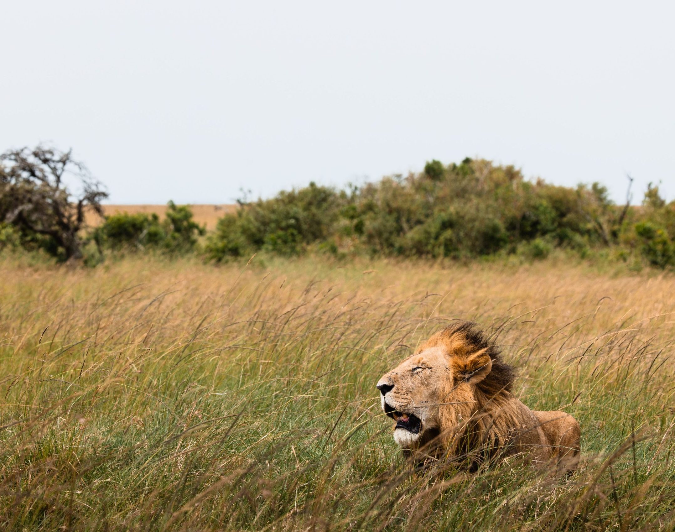Game Drive 21 – 2025 TC (1)