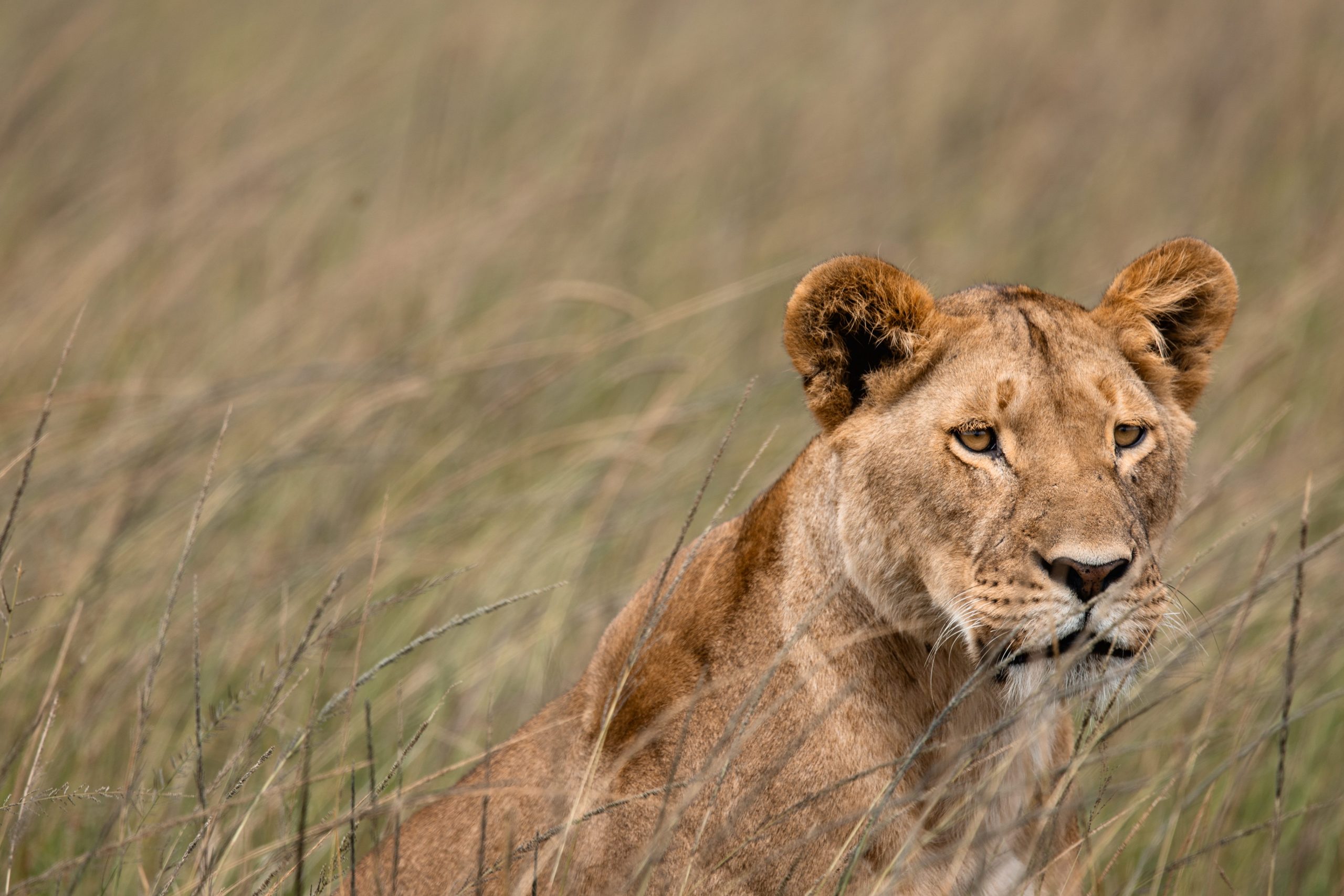 Game Drive 22 – 2025 TC (1)