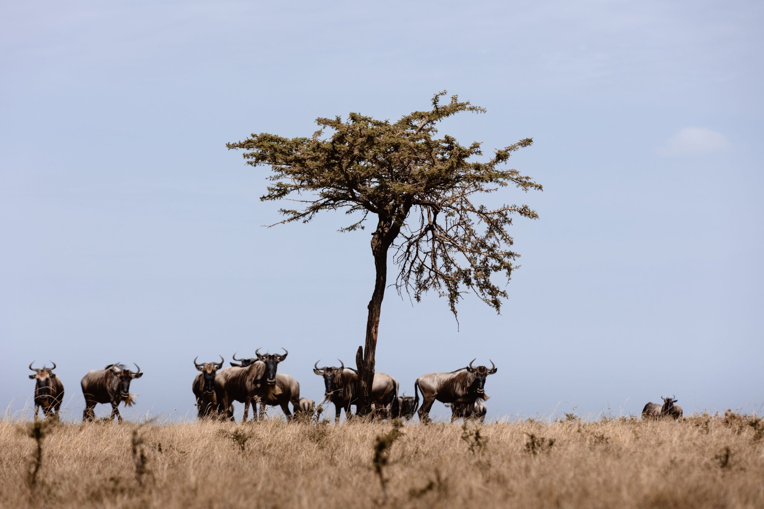 Game Drive 54 – 2025 TC