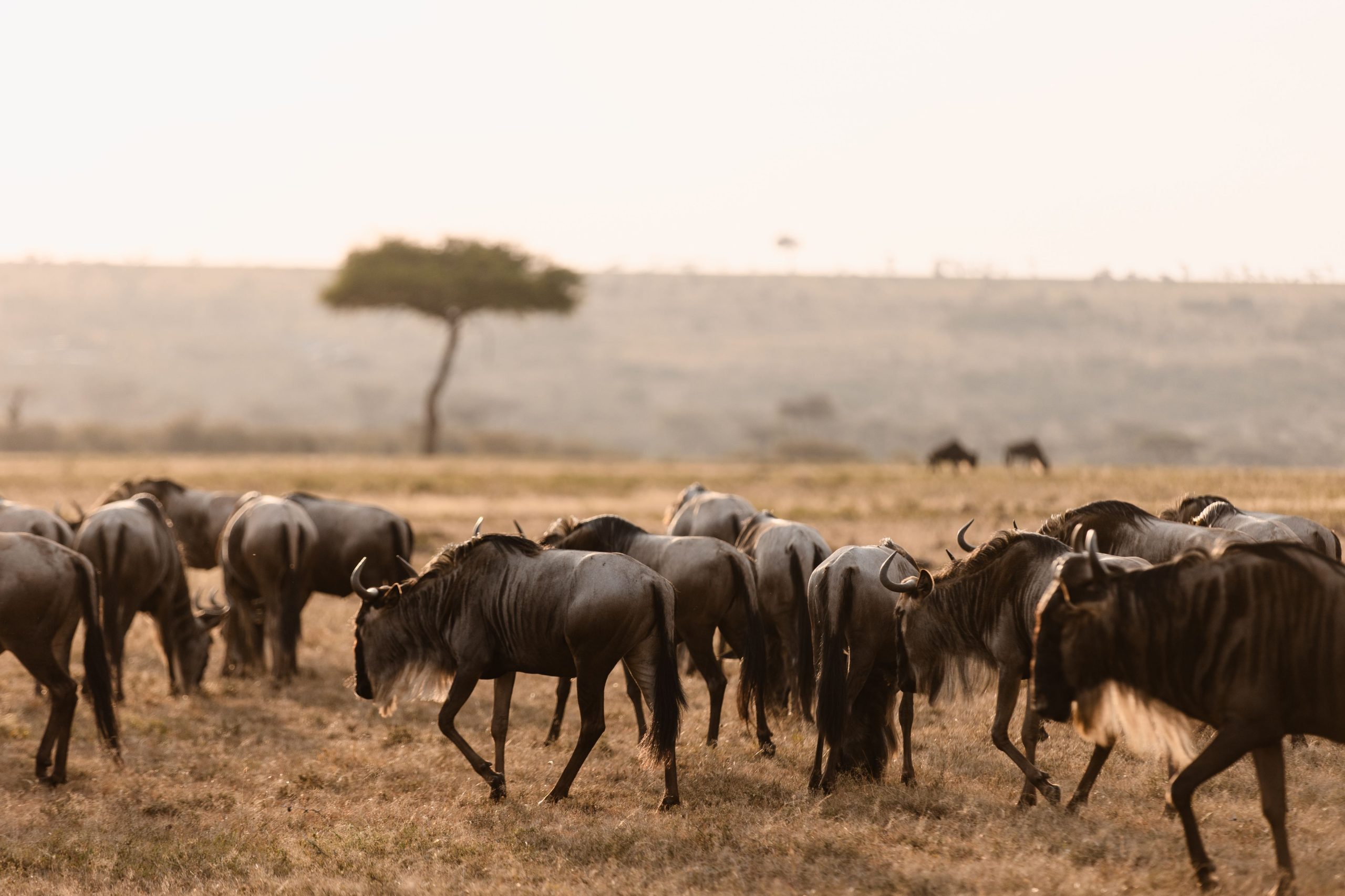 Game Drive 66 – 2025 TC