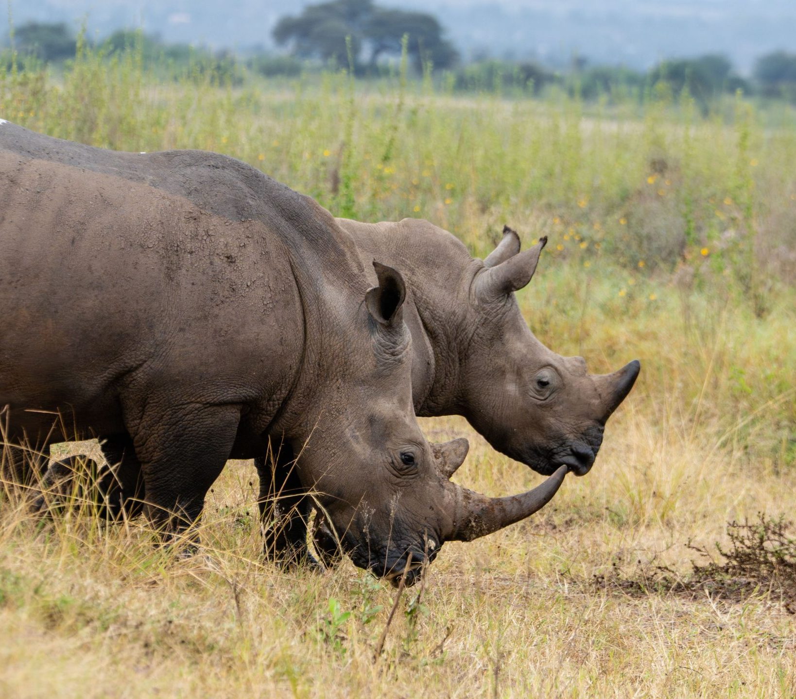 Rhinos-at-Nairobi-National-Park-1-scaled