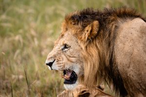 The Big Five and Beyond: Iconic Wildlife of Mara North Conservancy
