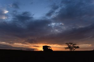Night Drives and Rare Sightings: Nocturnal Wildlife at River Camp