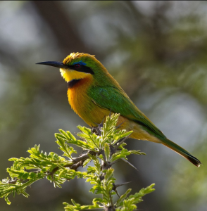 The Surprising Birdlife of Nairobi