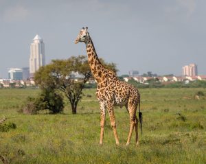Hidden Gems of Nairobi: Discover the City Beyond the Safari