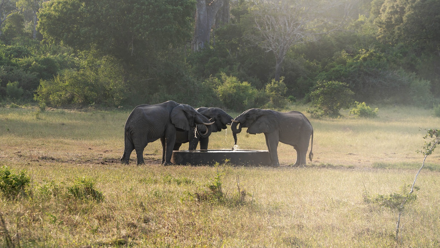 Arabuko Sokoke Elephants 1