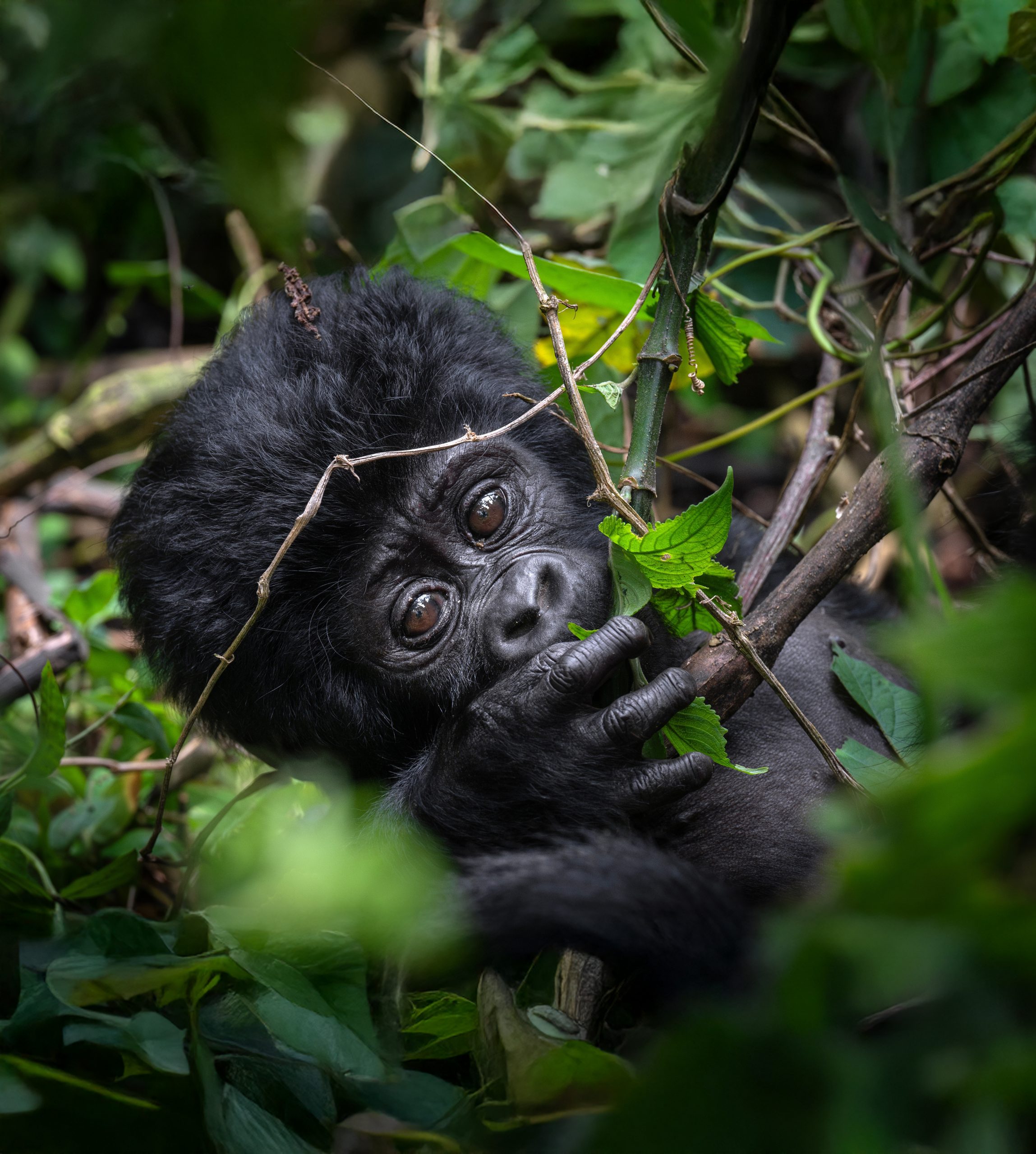 A,Baby,Gorilla,Is,Seen,In,Uganda,On,21,September
